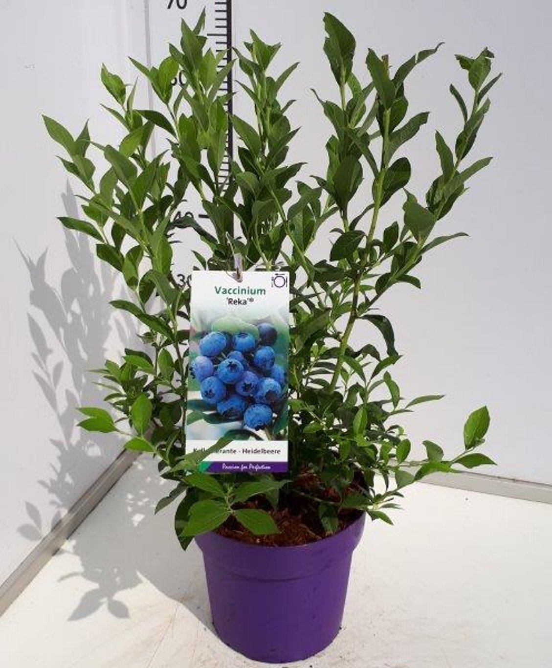 Vaccinium c. 'Reka' - C5 40-60 CM